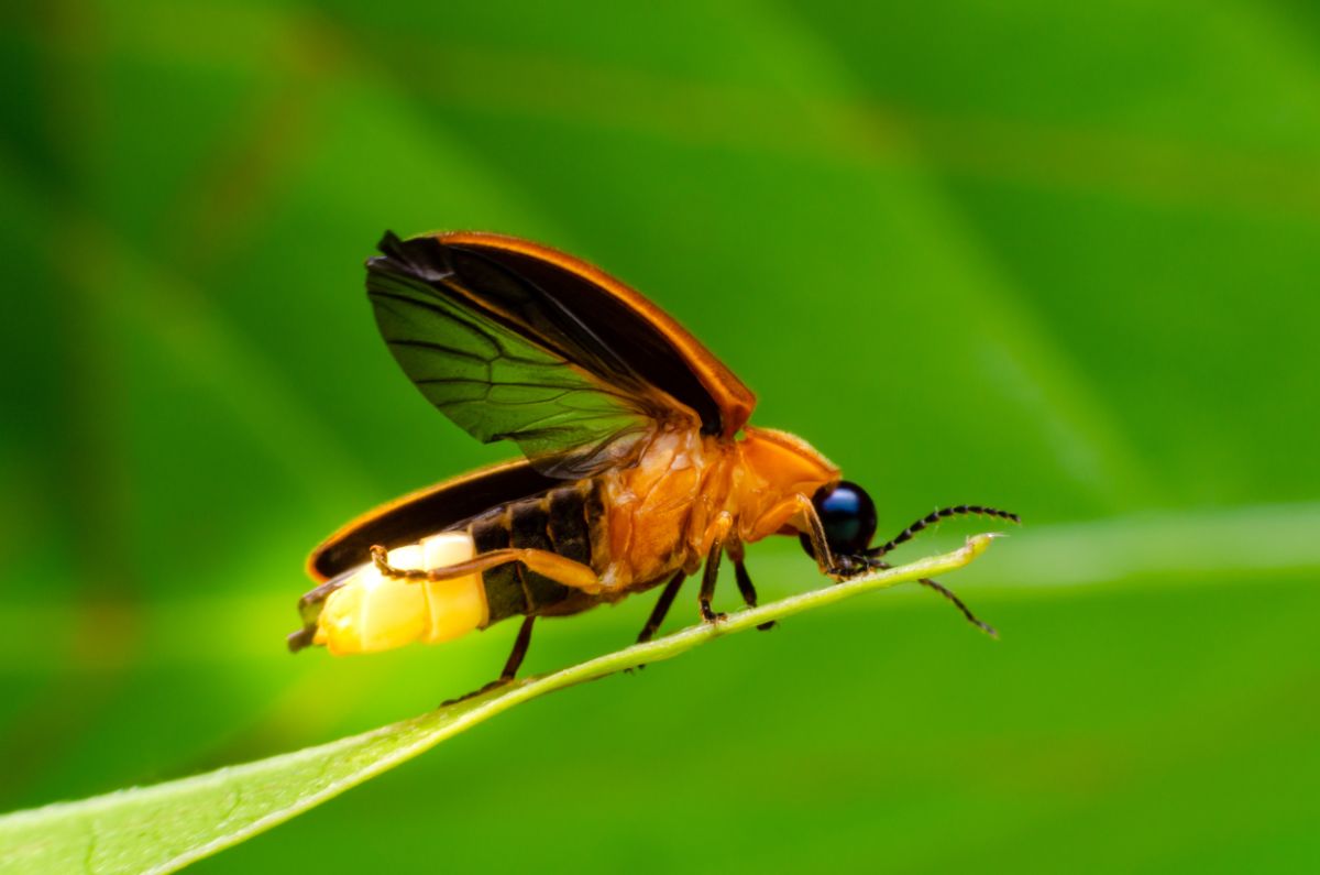 A close-up of a firefly on a leaf.