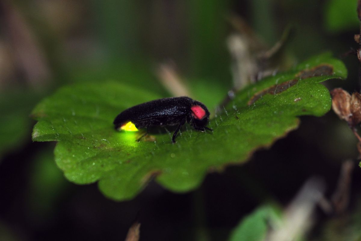 A firefly on a green leaf.