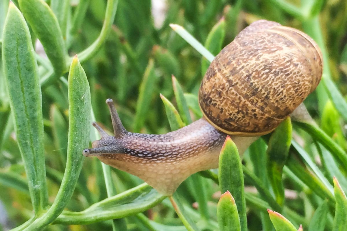A brown garden snail on green leaves.