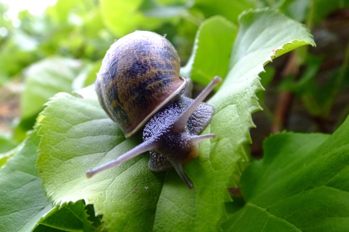 A garden snail on a green leaf.
