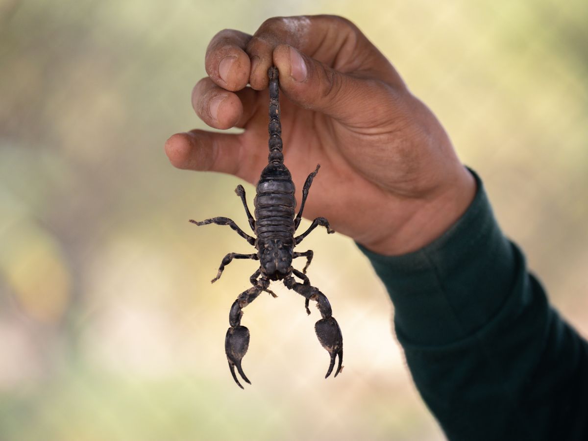 Hand holding a scorpion by his tail.