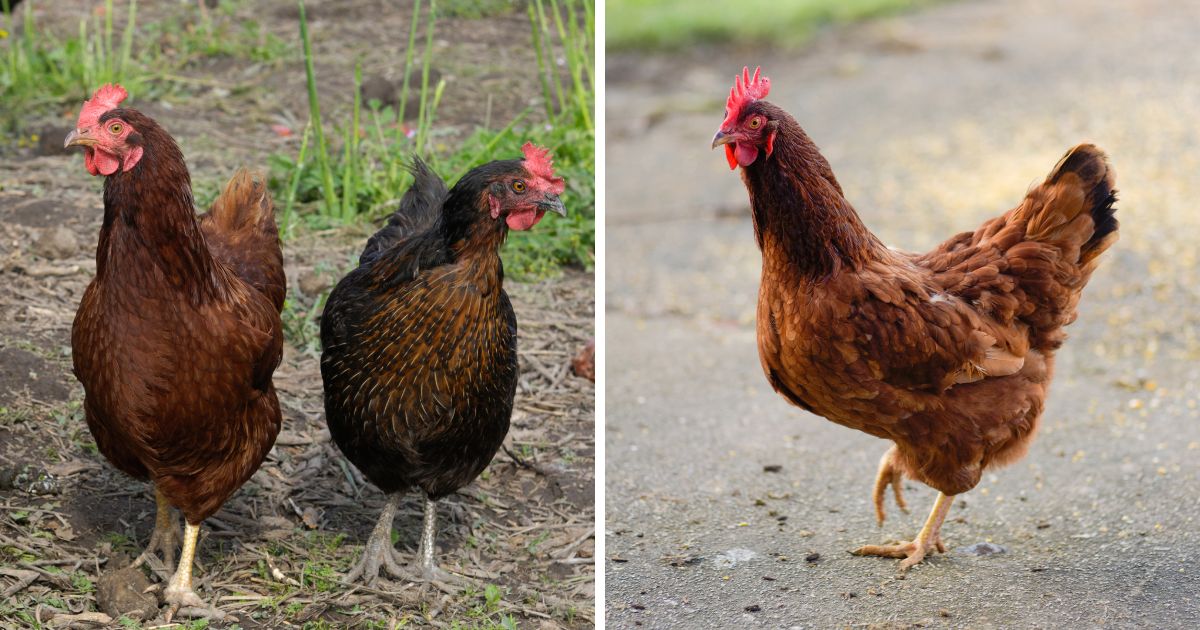 How Much to Feed Rhode Island Red Chickens? - Chicken & Chicks Info