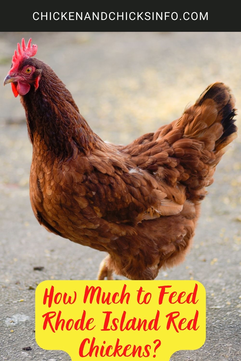How Much to Feed Rhode Island Red Chickens? poster.
