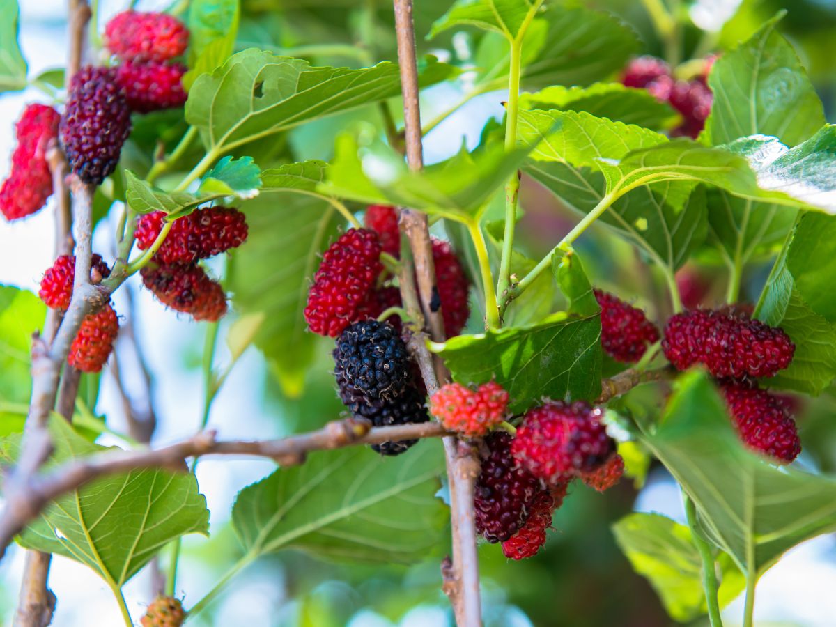 Ripe mulberries hanging on branches.