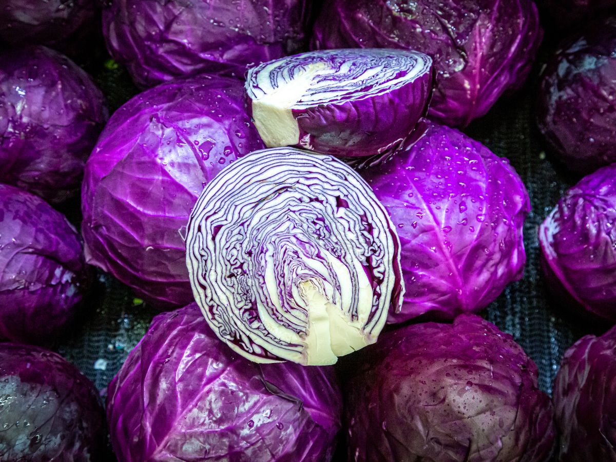 Bunch of fresh organic red cabbages.
