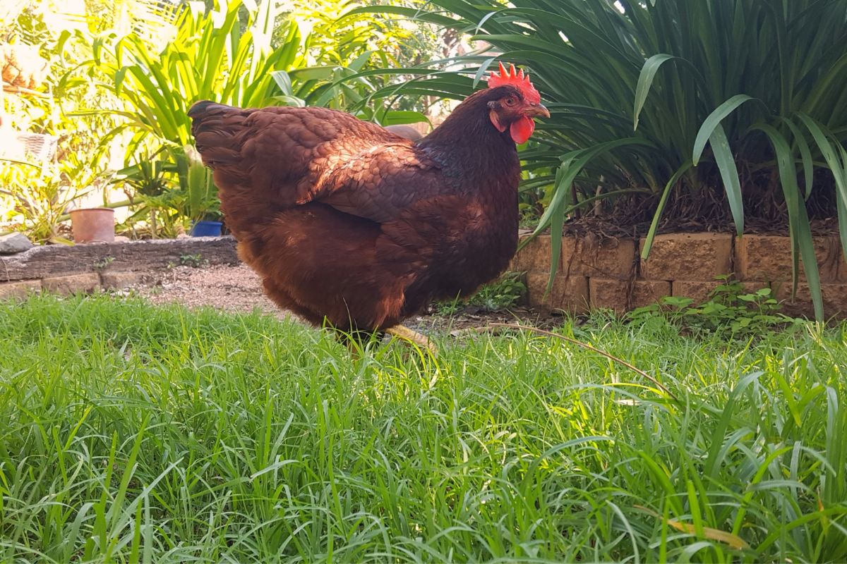 Rhode island red hen in a backyard next to plants.