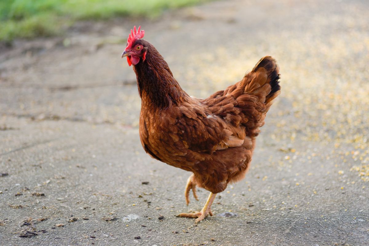 Rhode island red hen in a backyard.