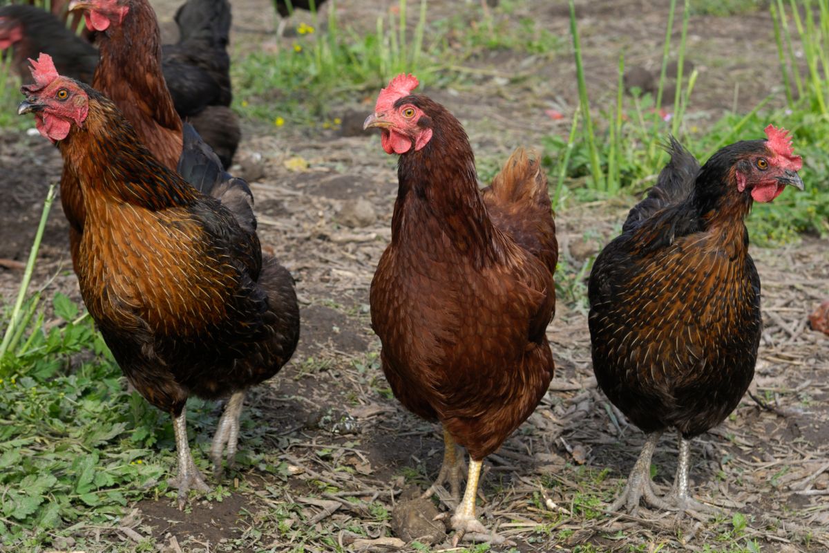 A Rhode island red flock in a backyard.