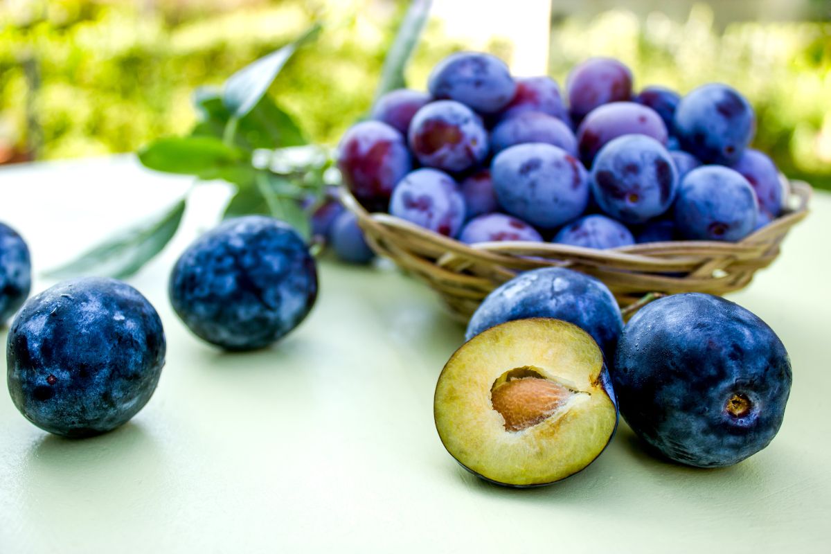 A basket full of ripe plums on a table with scattered plums around.