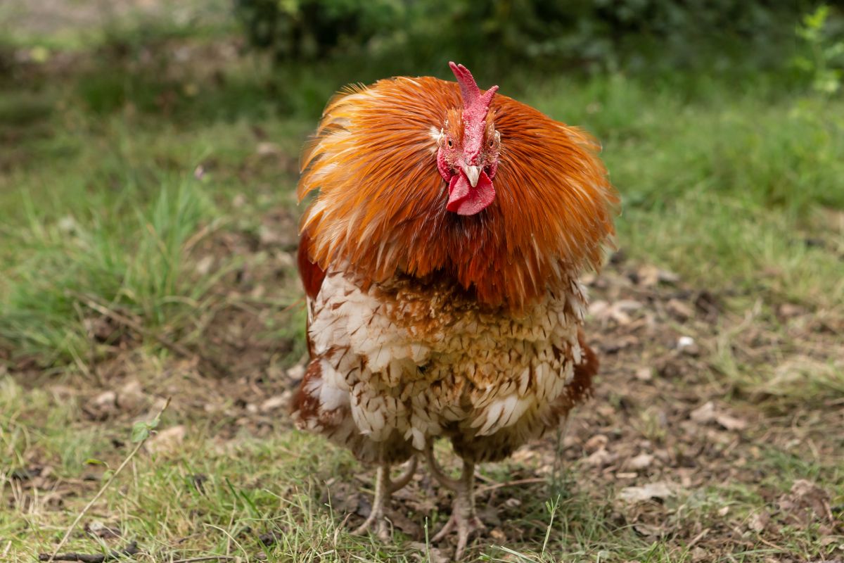 Angry-looking rooster in a backyard.

