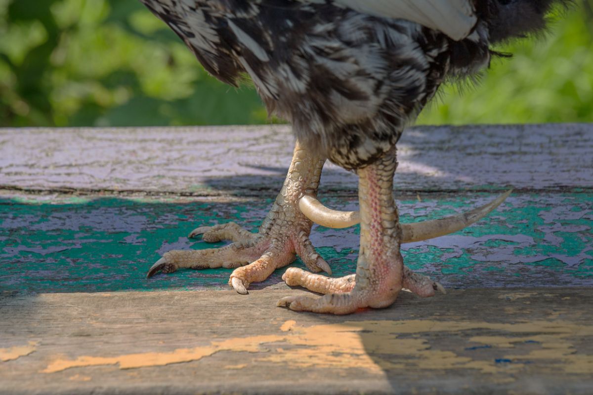 Rooster legs with spurs close-up.