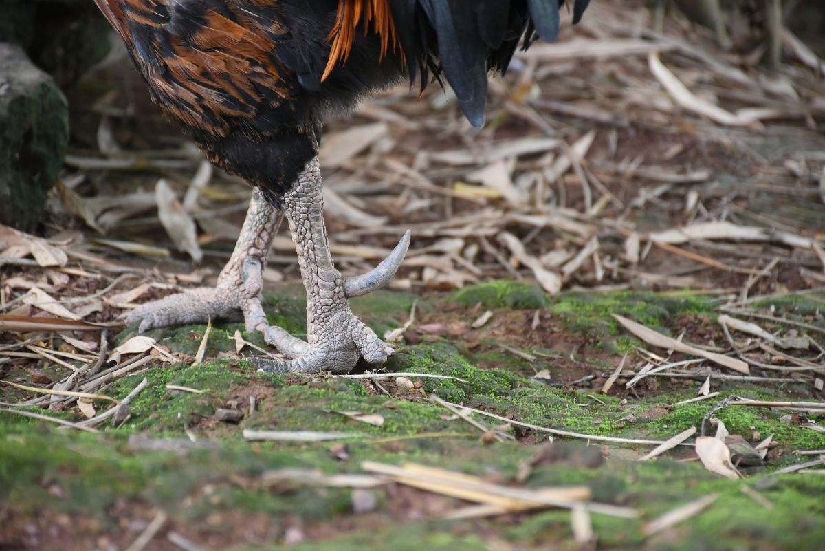 Rooster legs with spurs close-up.