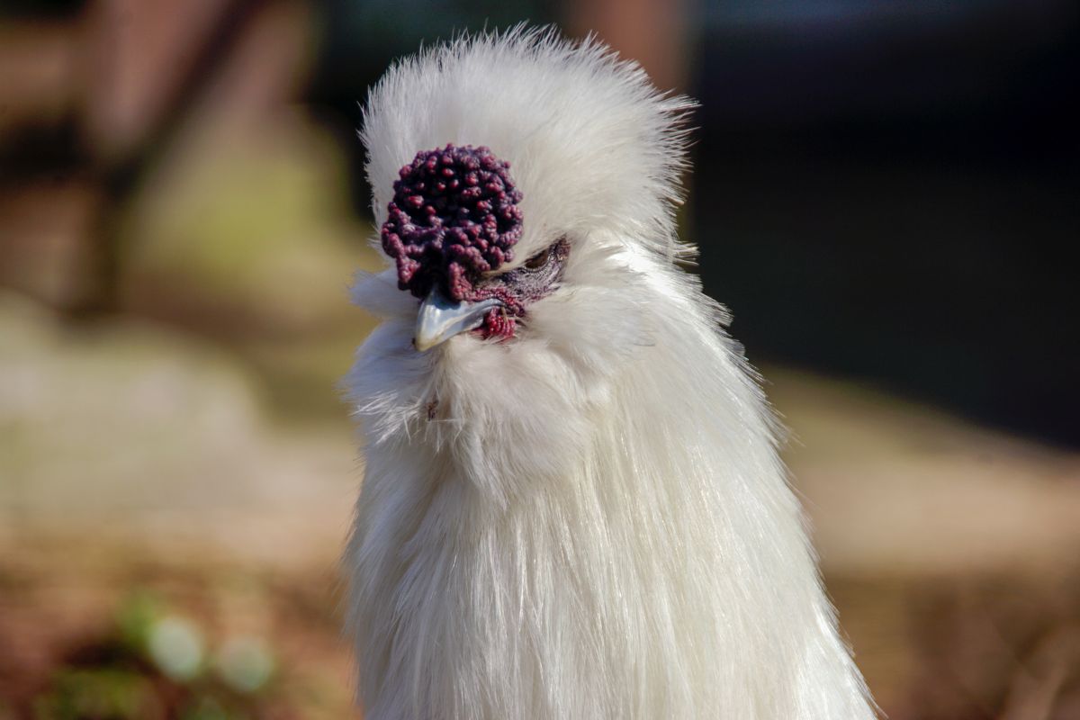A close-up of a silkie chicken head.