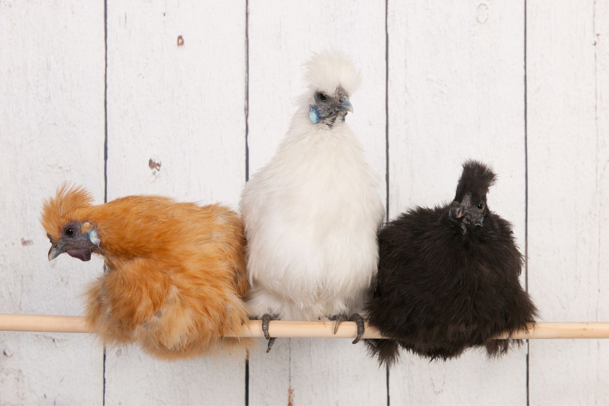 Three silkie chickens roosting on a roosting bar.