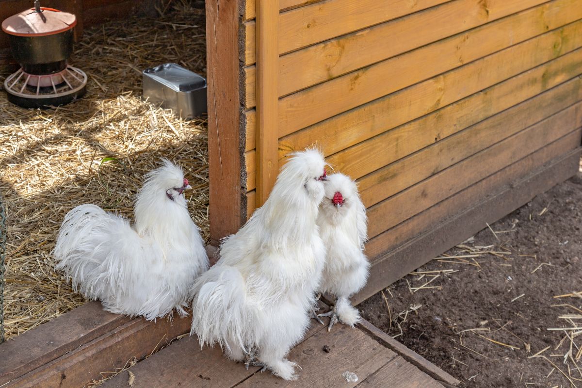 Three white silkie chickens at a coop enterance.