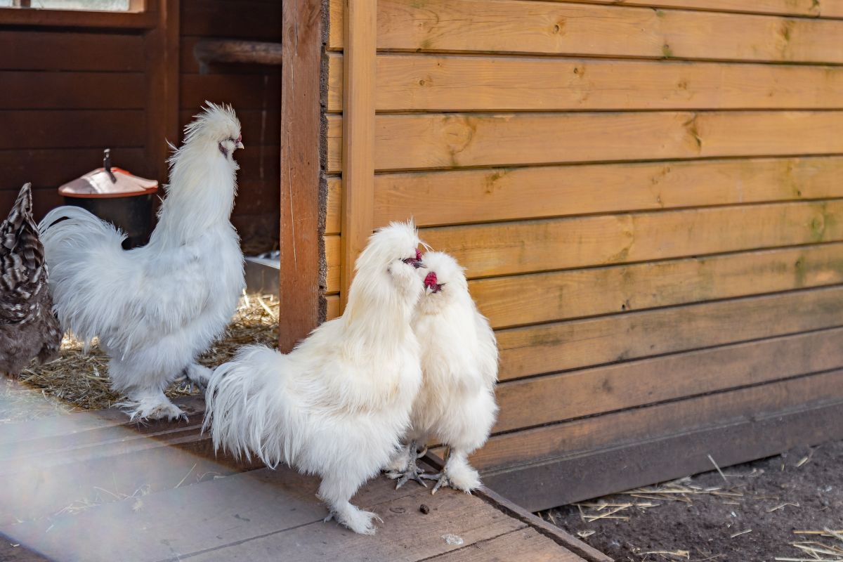 Three silkie chickens walking out of a coop.