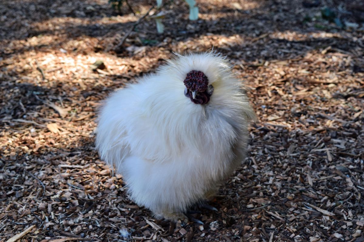 A white silkie rooster in a backyard.