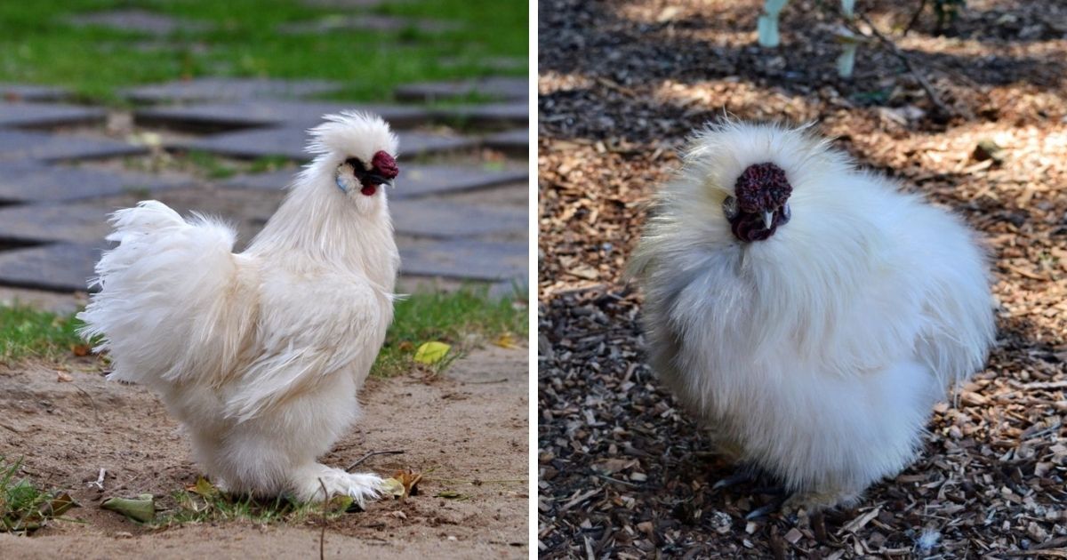 Silkie Rooster Characteristics How to Tell a Rooster From a Hen