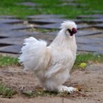 A white silkie rooster in a backyard.