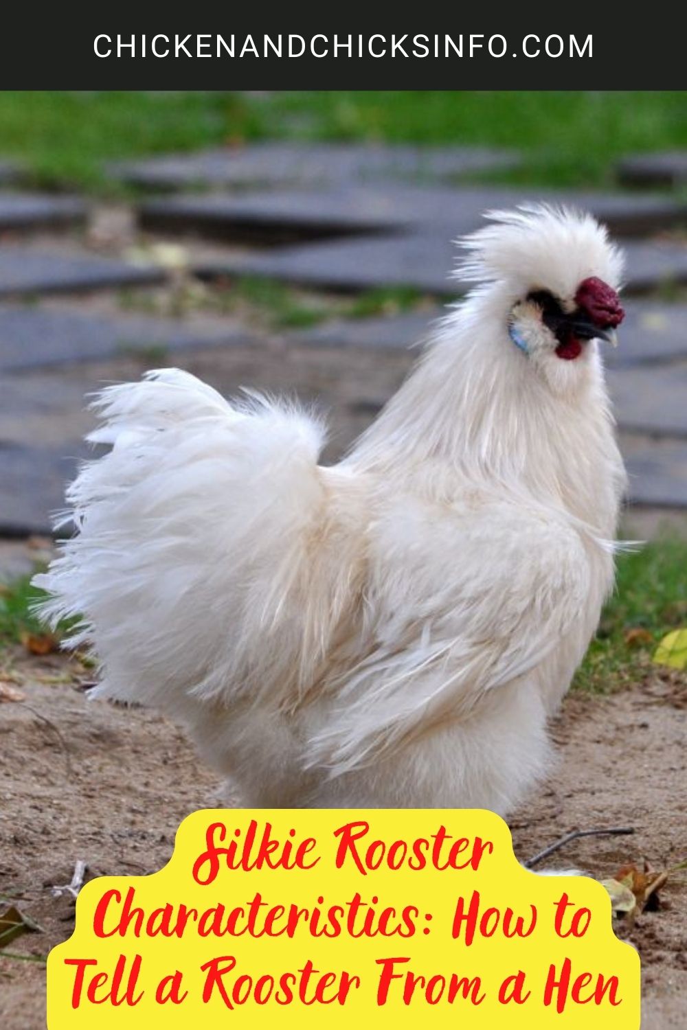Silkie Rooster Characteristics: How to Tell a Rooster From a Hen poster.
