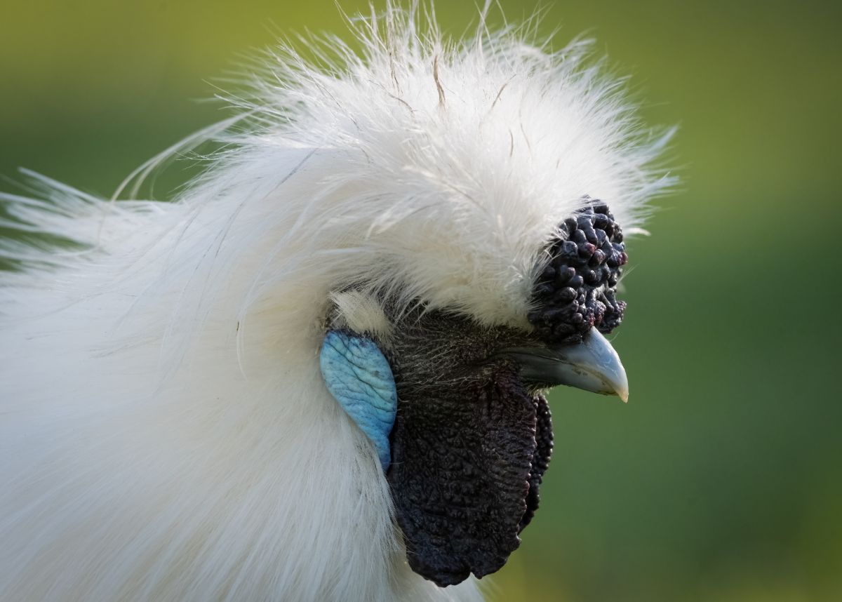 A close-op of silkie rooster head.
