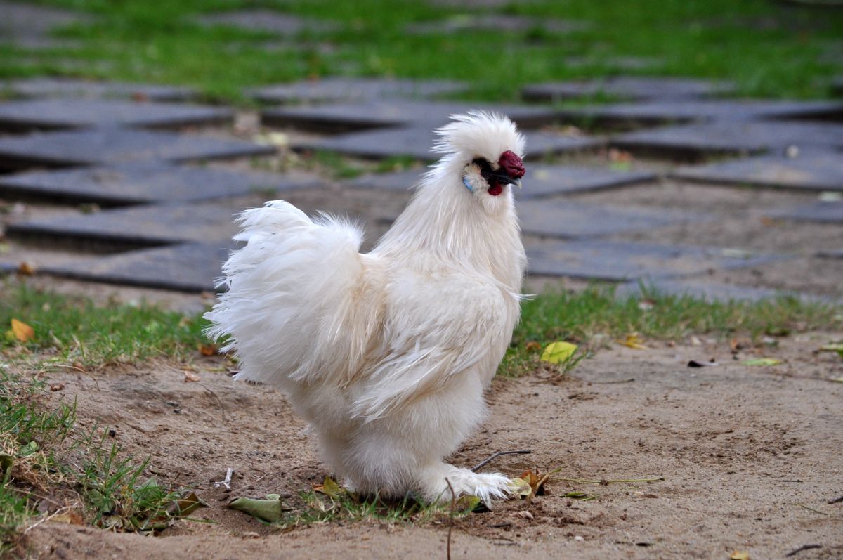 A white silkie rooster in a backyard.