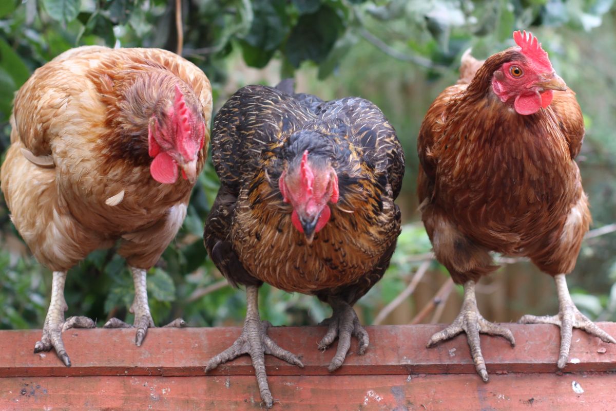 Three chickens standing on a wooden board.