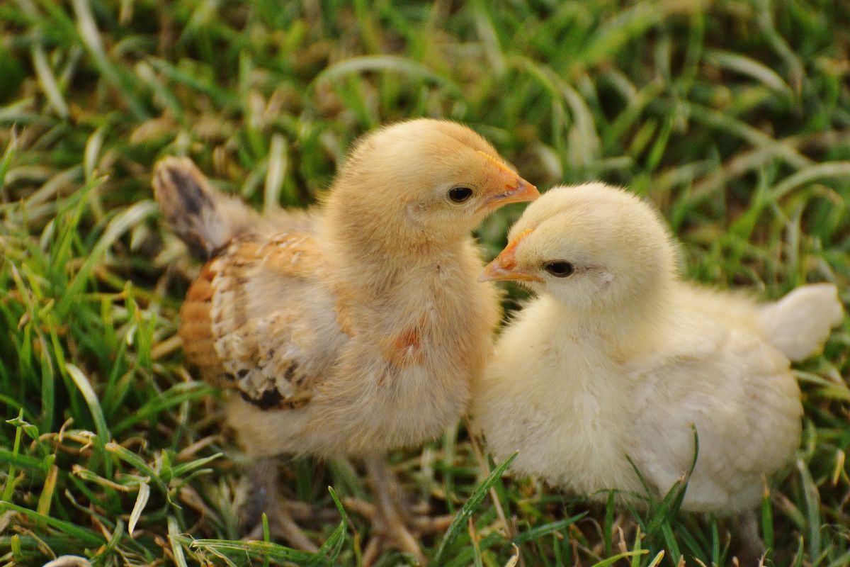 Two cute chicks on green grass.