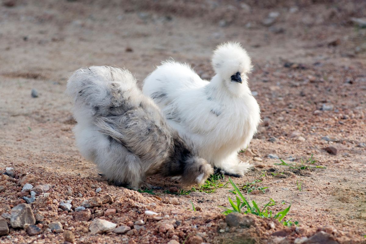 White and brown silkie chickens in a backyard.