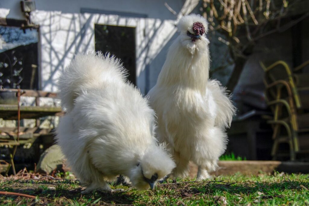 7 Ways How To Tell Male And Female Silkies Apart Chicken And Chicks Info 1720