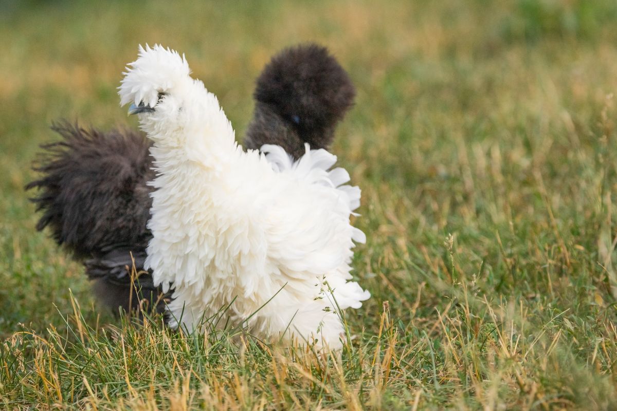 Black and white silkie chicken on pasture.