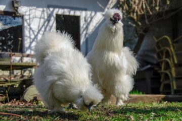 7 Ways How to Tell Male and Female Silkies Apart - Chicken & Chicks Info
