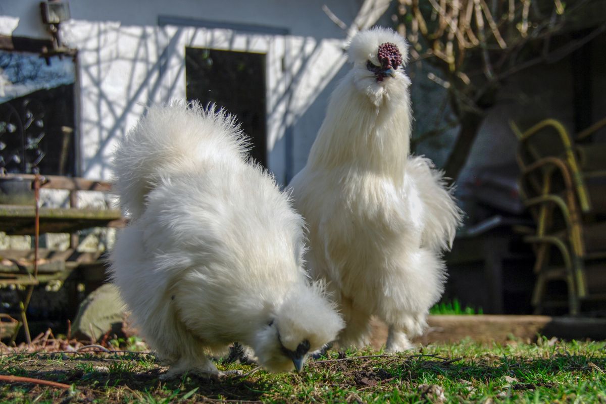 Two white silkie chickens in a backyard.