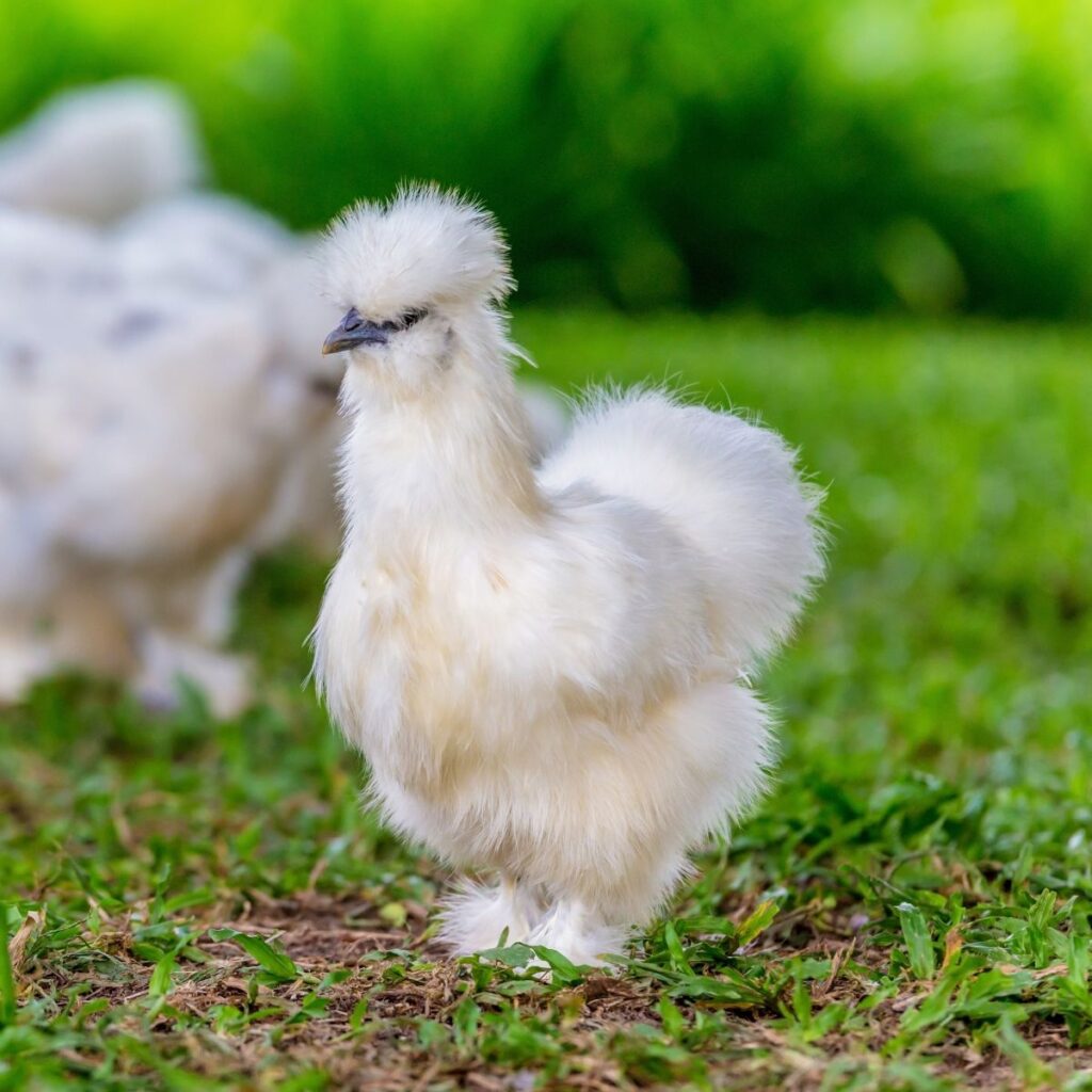 Do Chickens Eat Snails? + Other Garden Bugs Chicken & Chicks Info