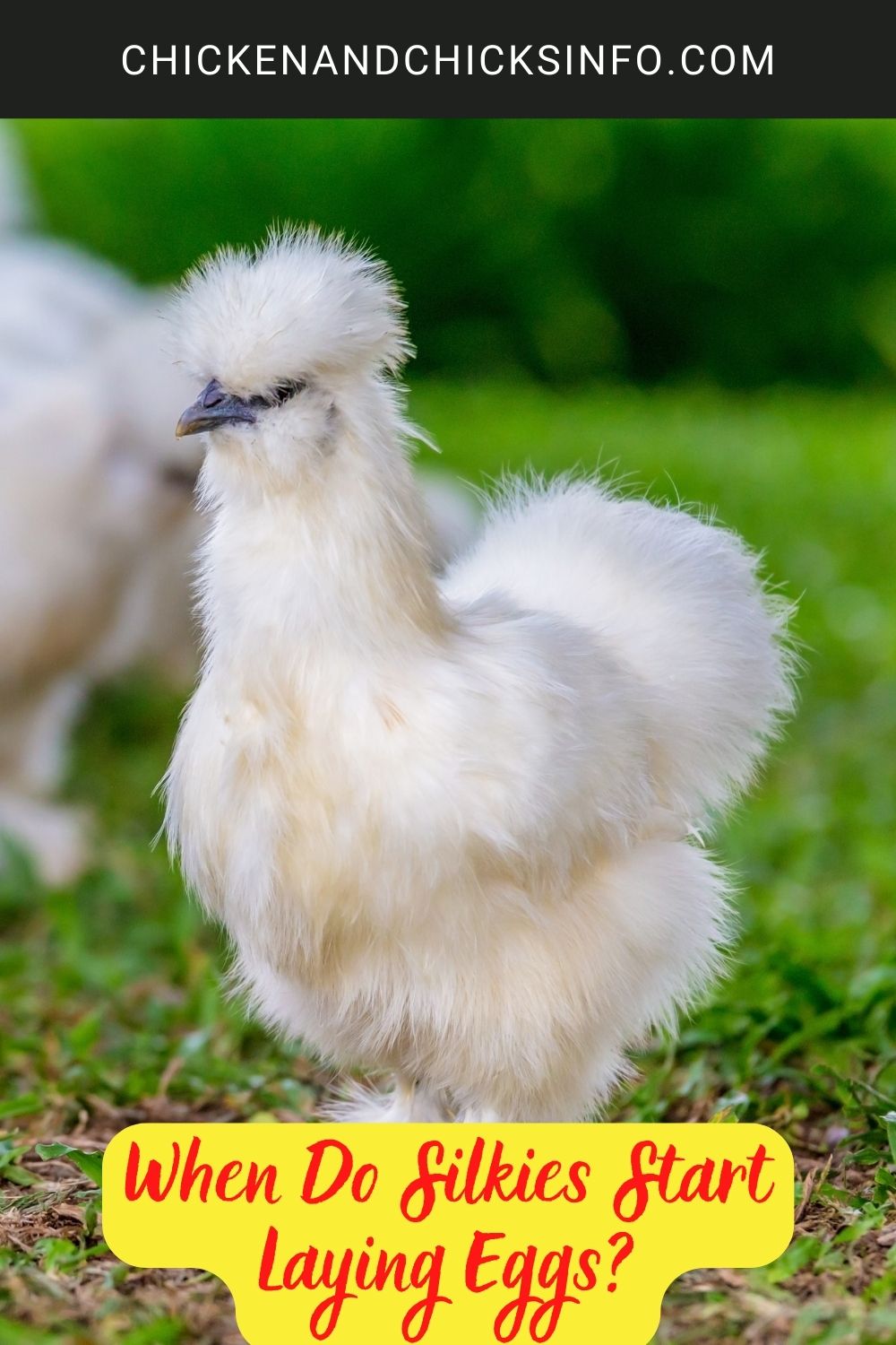 When Do Silkies Start Laying Eggs? poster.
