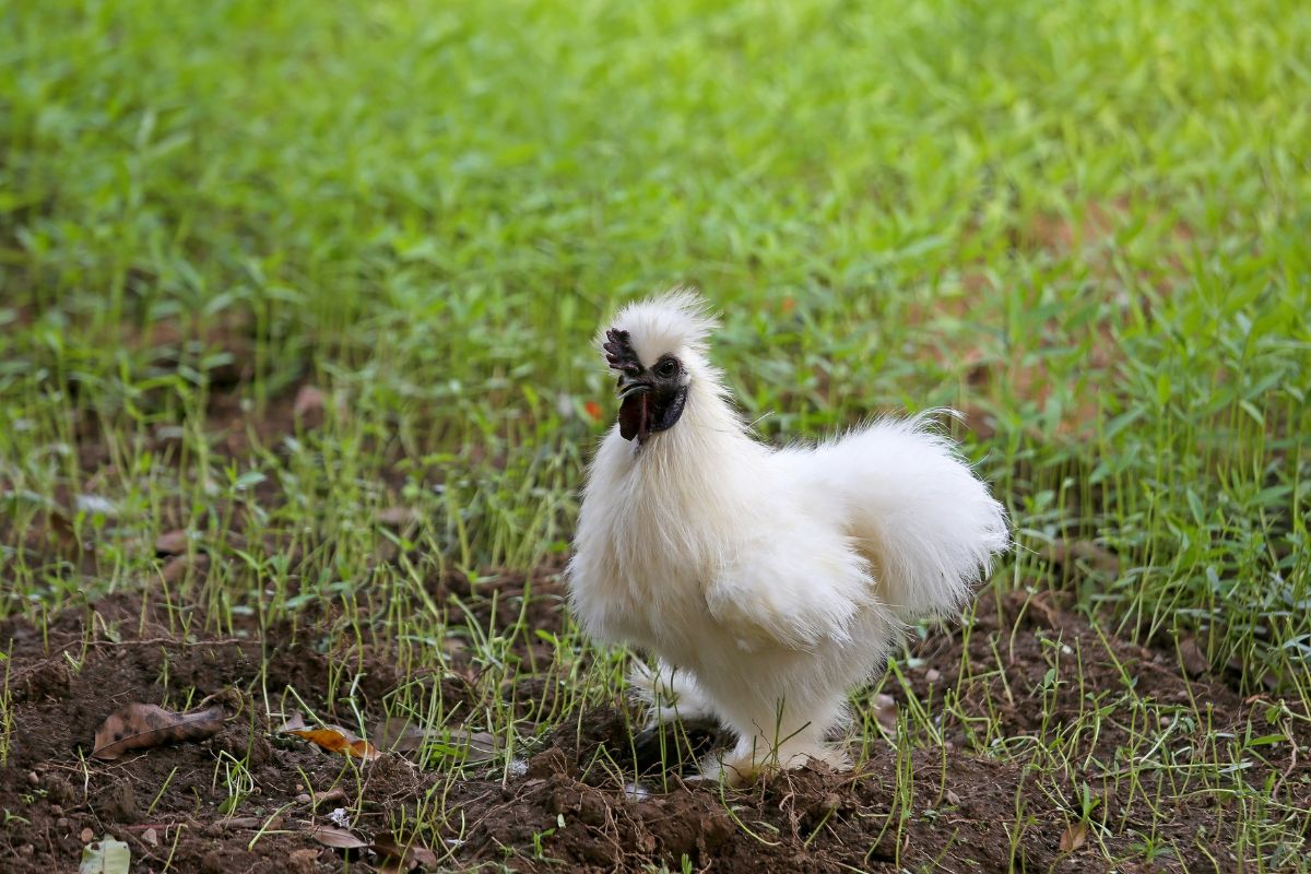 A fluffy white silkie chicken on pasture.