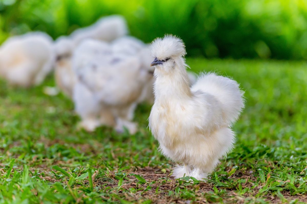 A bunch of white silkies on pasture.