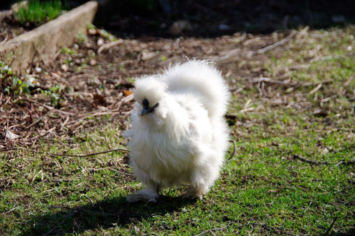 A white silkie chicken in a backyard.