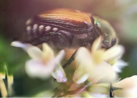 Are Japanese Beetles Dangerous in Any Way