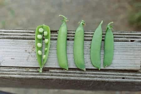 Are Peas Healthy for Chickens