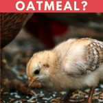 Can Baby Chickens Eat Oatmeal