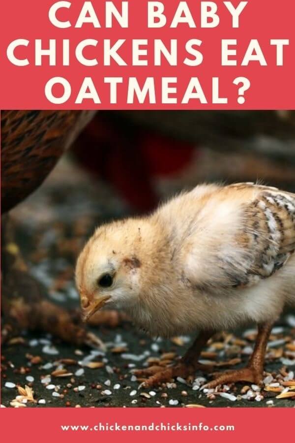 Can Baby Chickens Eat Oatmeal? (How To Feed Them) - Chicken & Chicks Info