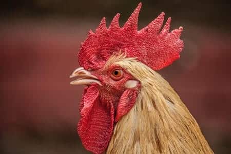 Can Chickens Break or Injure Their Beaks