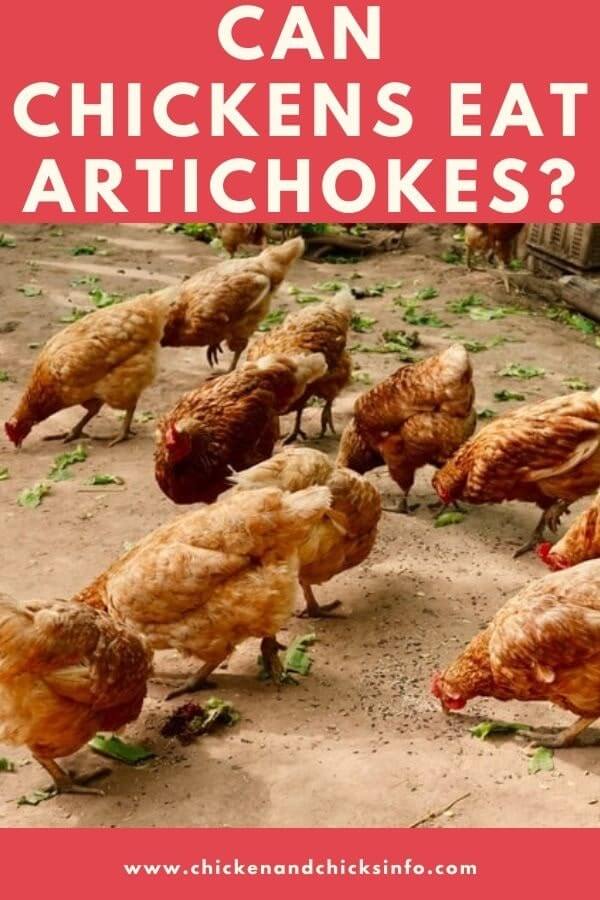 Can Chickens Eat Artichokes? A Look At These Thistles Chicken