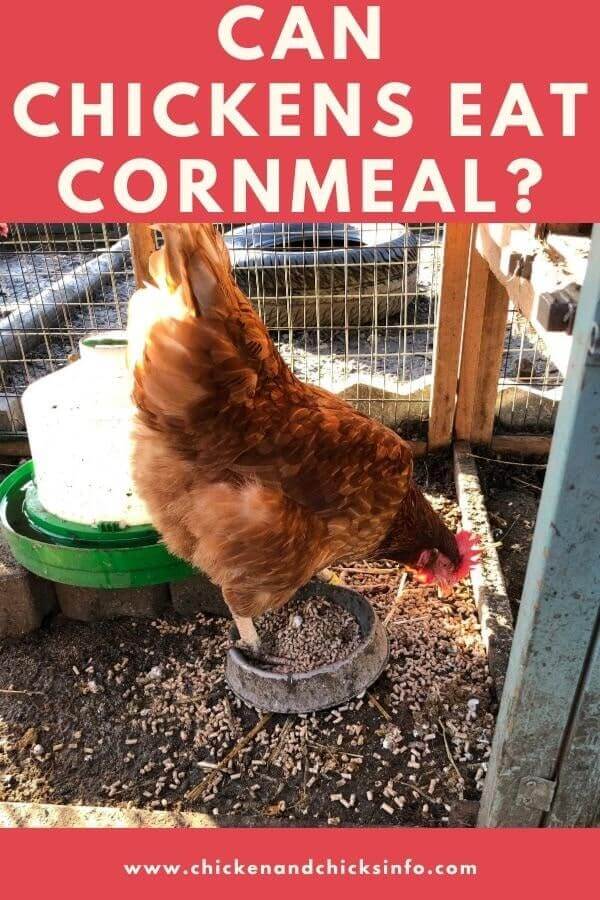 Can Chickens Eat Cornmeal