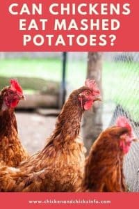 Stunning Can Chickens Eat Mashed Potatoes Abstract for Your Screen Stunning Can Chickens Eat Mashed Potatoes Abstract for Your Screen