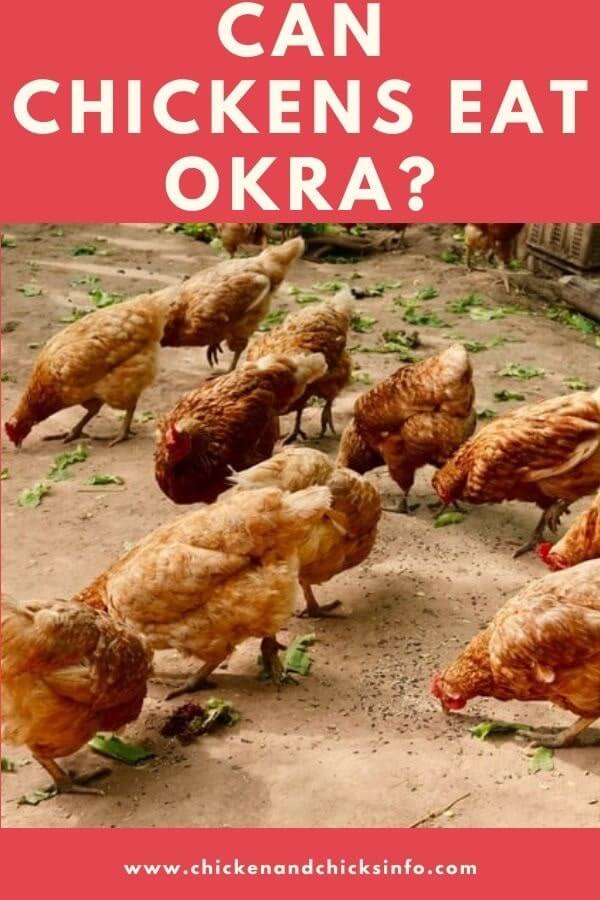 Can Chickens Eat Okra
