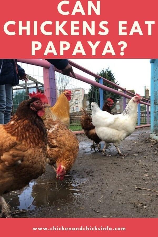 Can Chickens Eat Papaya? (+ Benefits of Fruits & Veggies) Chicken