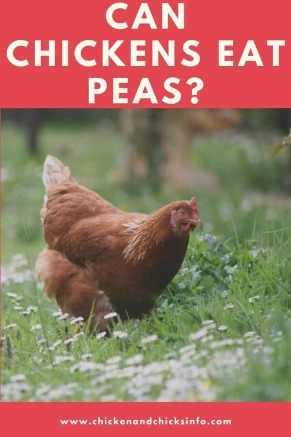 Can Chickens Eat Peas