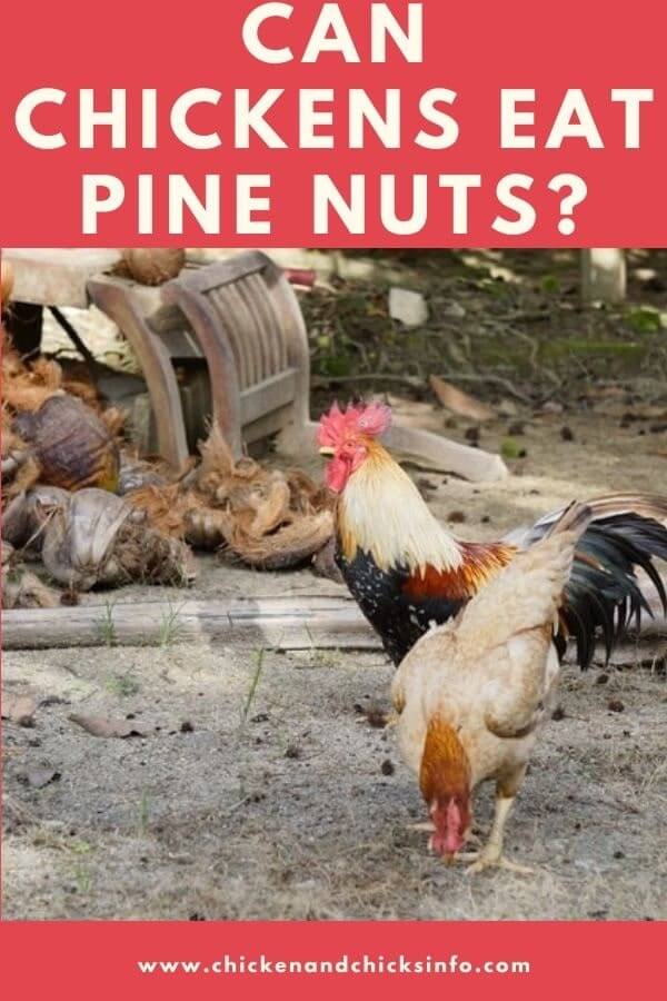 Can Chickens Eat Pine Nuts